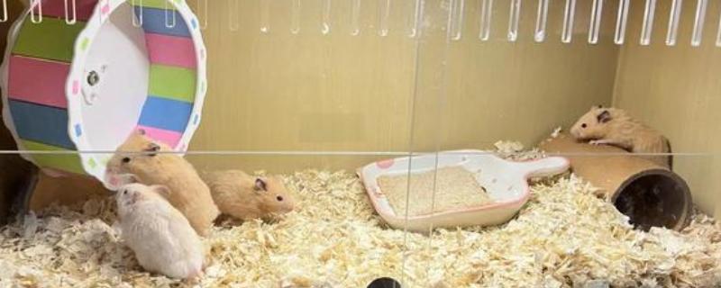 仓鼠老了怎么养，要注意减缓仓鼠的生活节奏