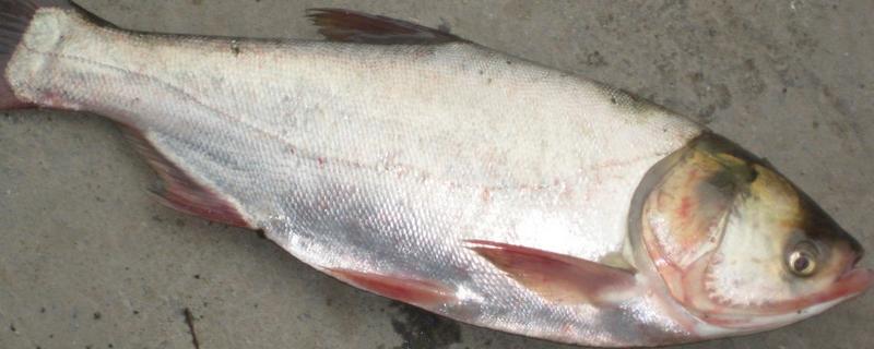 白鲢是不是大头鱼，白鲢不是大头鱼