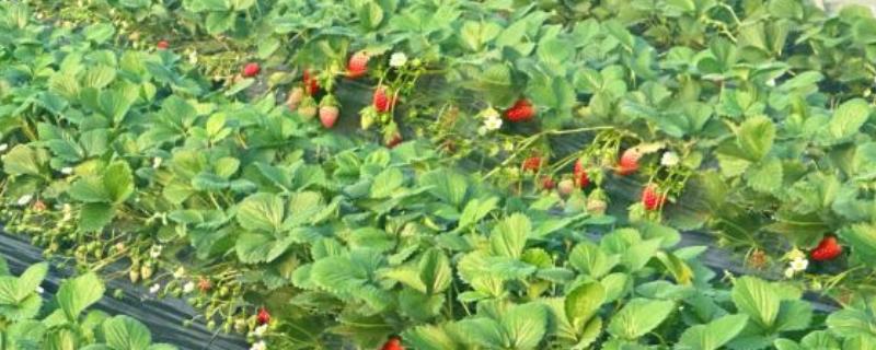 草莓的需肥特点，花芽分化以后及时追施氮肥