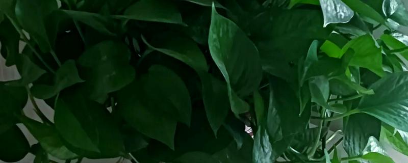 绿萝的换土注意事项，养殖1-2年后就要换盆一次