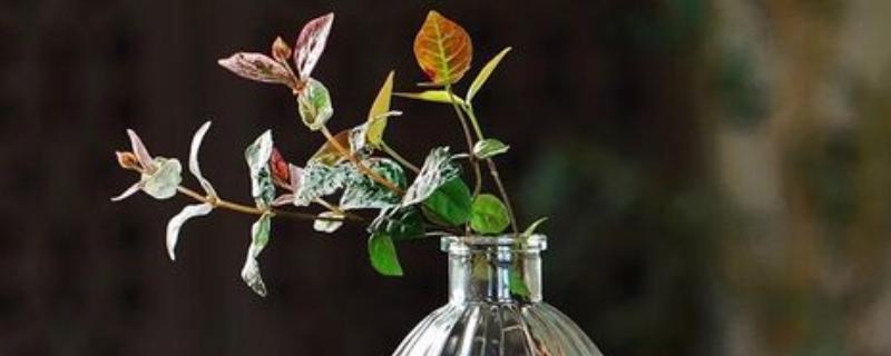 花叶络石能水培吗,是可以进行水培的