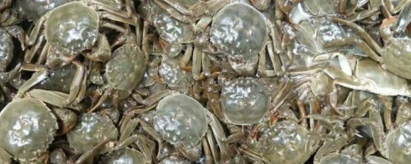河蟹的常见病害及防治方法，常见的有颤抖病、肠炎病等