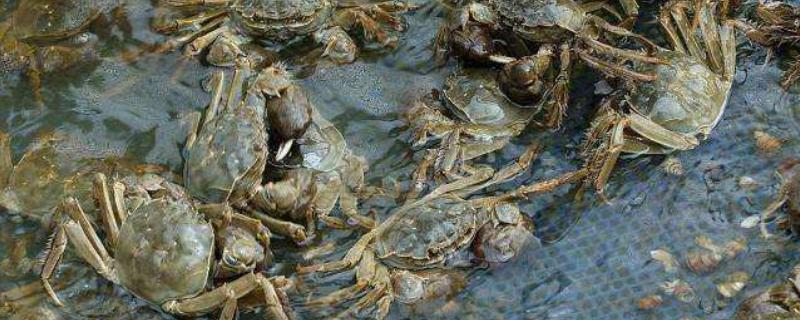 螃蟹的养殖方法，蟹苗适应水温后再进行放养
