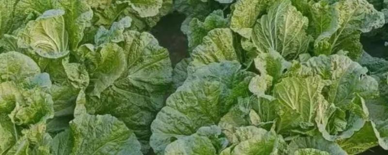 秋季大白菜的浇水时间，要每隔一周浇一次水