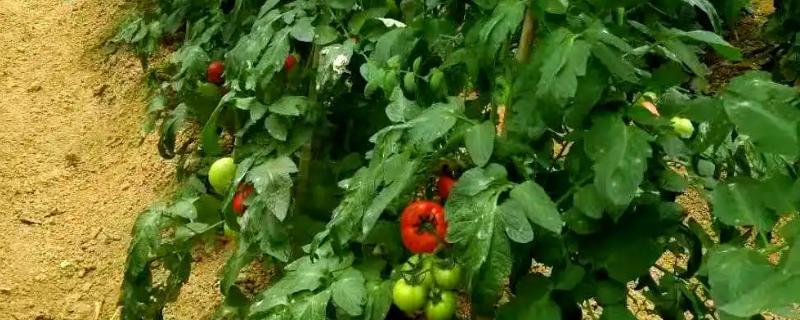 秋季西红柿的管理要点，一定要控制好棚室温湿度