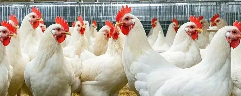 白羽肉鸡有哪些养殖注意事项，一定要做好防疫工作