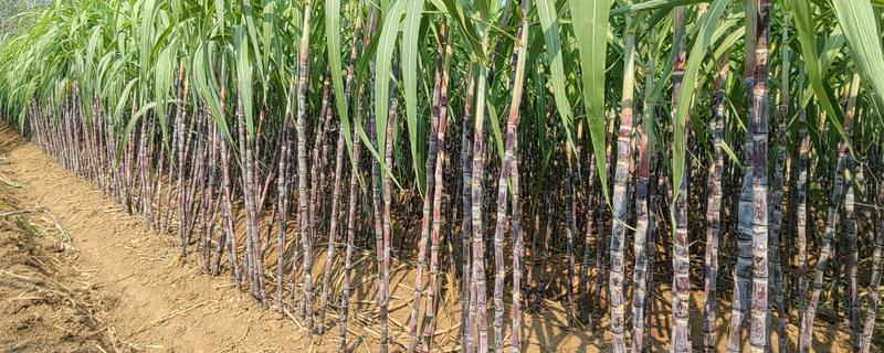 北方可以种甘蔗吗，北方能种甘蔗