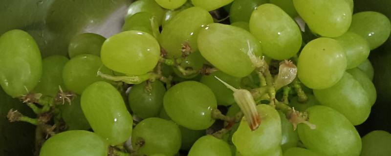 提子一天吃多少合适，成年人每天以150-200g为宜