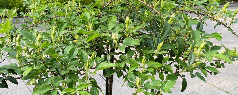 金樱子适不适合做成盆景，金樱子适合做盆景