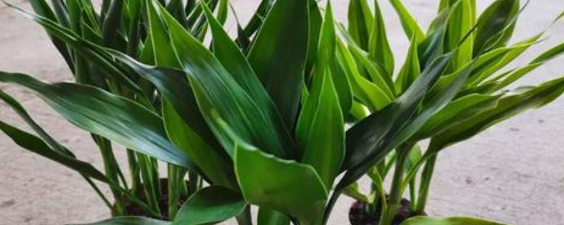 土培富贵竹叶子发黄怎么处理，可减少浇水