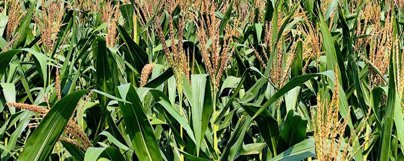 显丰606玉米种简介，种植密度每亩4000-4500株