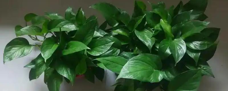 绿萝双层盆如何浇水，向下层的储蓄盆中注入清水