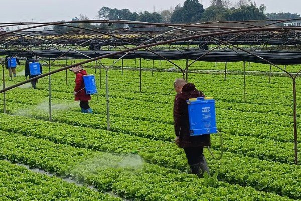 生菜的种植时间，通常是在春秋两季进行