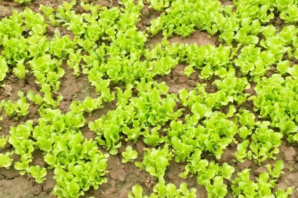 生菜的种植时间，通常是在春秋两季进行