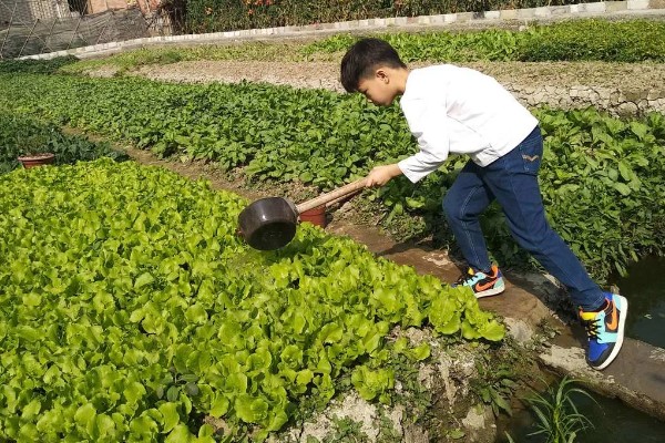 生菜的种植时间，通常是在春秋两季进行