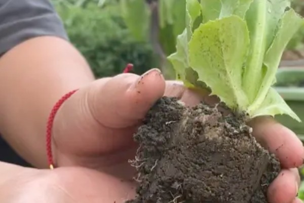 生菜的种植时间，通常是在春秋两季进行