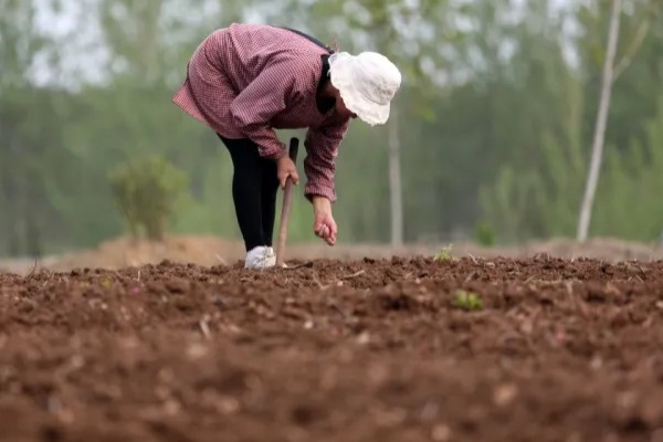 生菜的种植时间，通常是在春秋两季进行