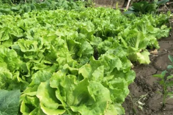 生菜的种植时间，通常是在春秋两季进行