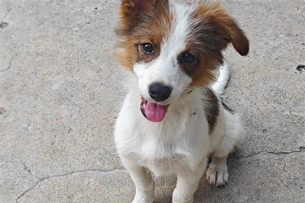 狗能不能吃地瓜，能吃地瓜