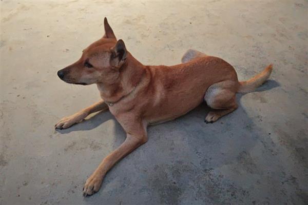 狗能不能吃地瓜，能吃地瓜