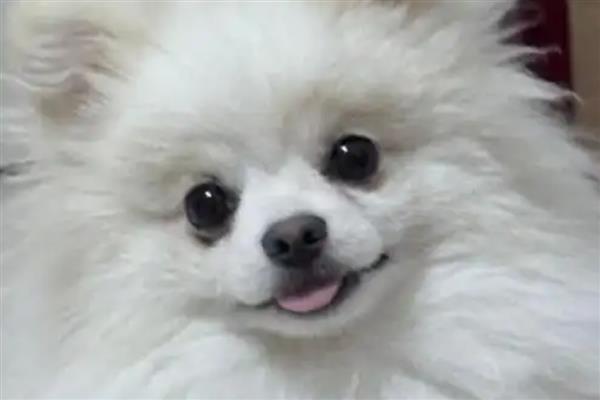 狗能不能吃地瓜，能吃地瓜