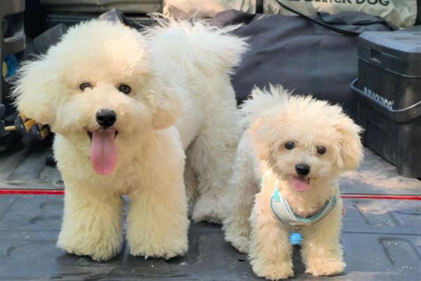 狗能不能吃地瓜，能吃地瓜