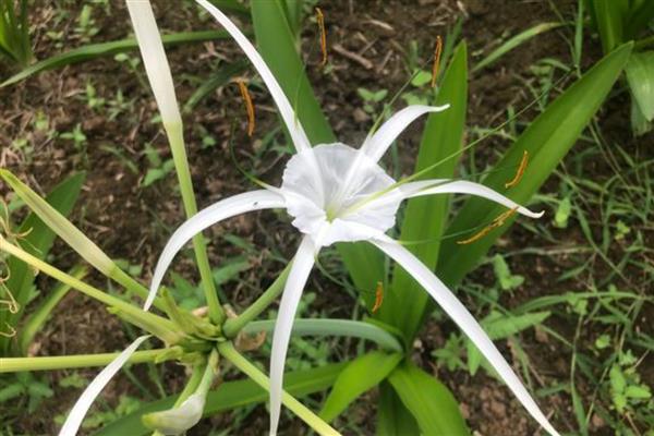 蜘蛛兰的花语,寓意丽质天生、潇洒等