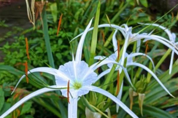 蜘蛛兰的花语,寓意丽质天生、潇洒等