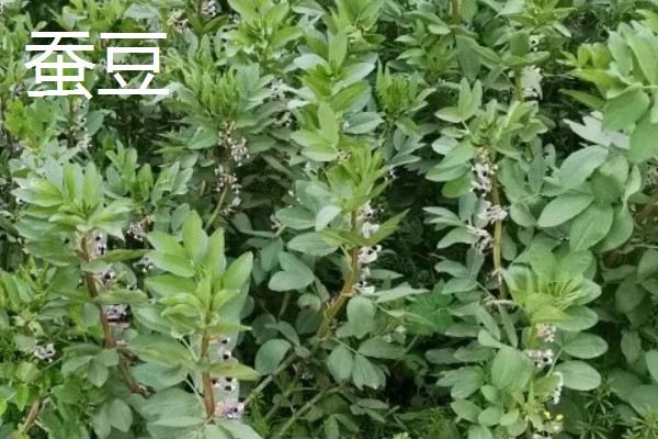 羽状复叶的植物品种,常见的有蚕豆、月季等