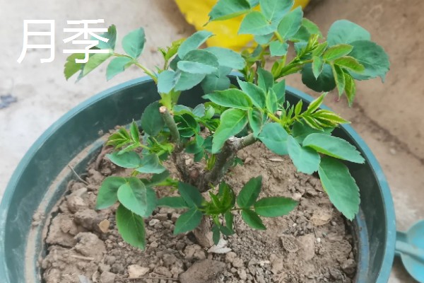 羽状复叶的植物品种,常见的有蚕豆、月季等