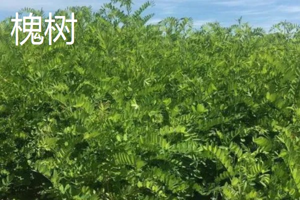 羽状复叶的植物品种,常见的有蚕豆、月季等