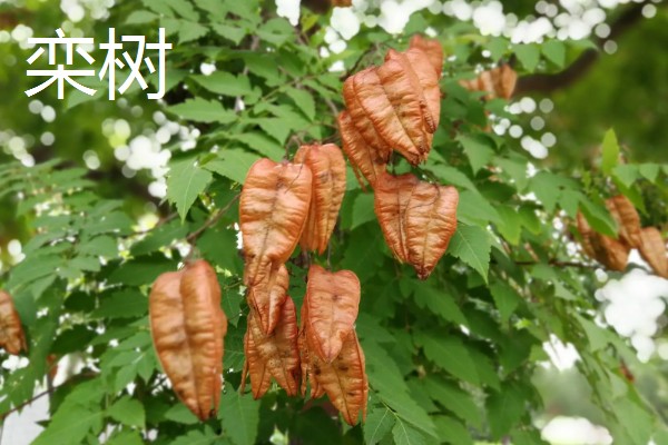 羽状复叶的植物品种,常见的有蚕豆、月季等