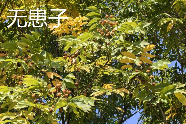 羽状复叶的植物品种,常见的有蚕豆、月季等