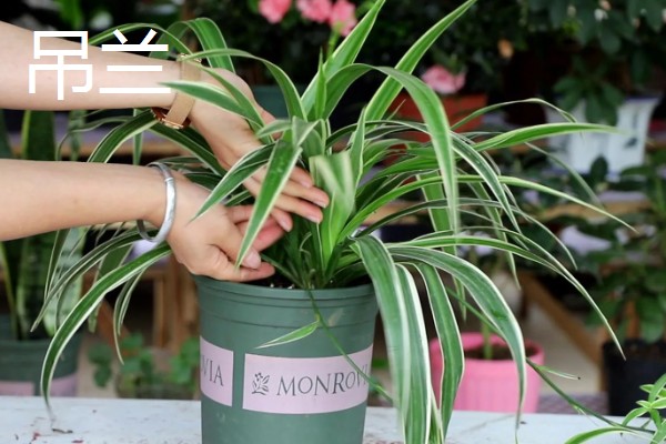 羽状复叶的植物品种,常见的有蚕豆、月季等