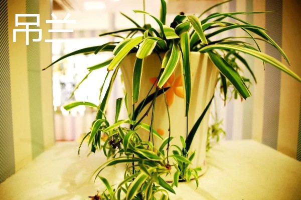 羽状复叶的植物品种,常见的有蚕豆、月季等