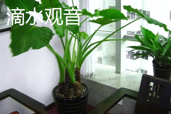 羽状复叶的植物品种,常见的有蚕豆、月季等