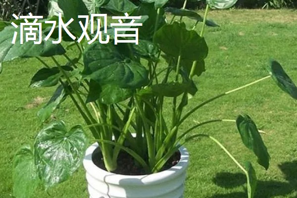 羽状复叶的植物品种,常见的有蚕豆、月季等