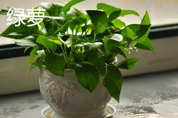 羽状复叶的植物品种,常见的有蚕豆、月季等