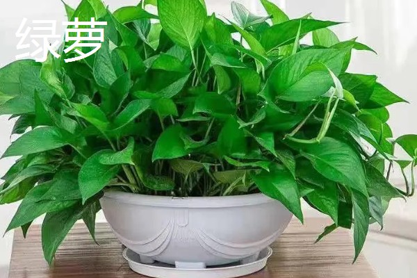 羽状复叶的植物品种,常见的有蚕豆、月季等