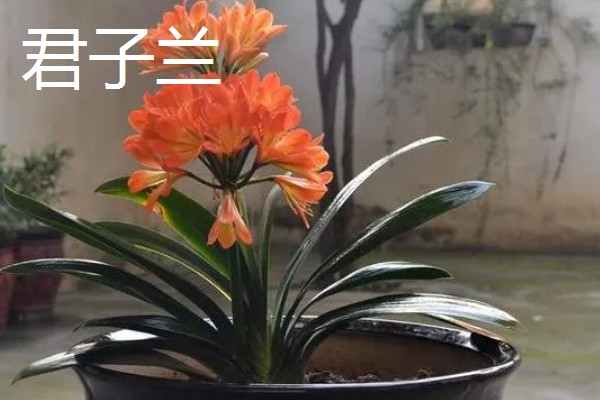 羽状复叶的植物品种,常见的有蚕豆、月季等