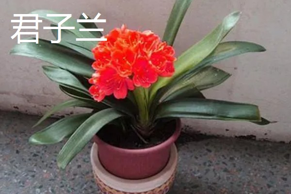 羽状复叶的植物品种,常见的有蚕豆、月季等