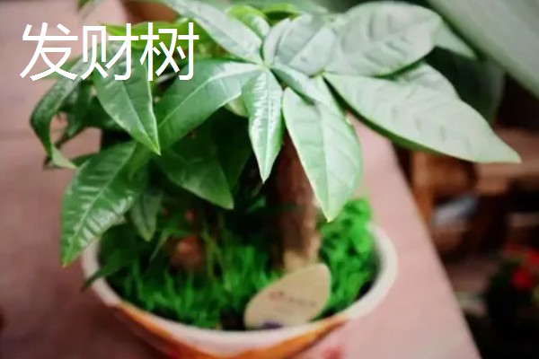 羽状复叶的植物品种,常见的有蚕豆、月季等