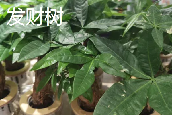 羽状复叶的植物品种,常见的有蚕豆、月季等