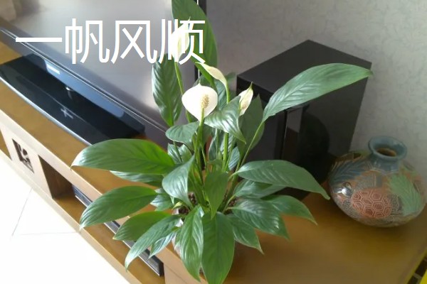 羽状复叶的植物品种,常见的有蚕豆、月季等