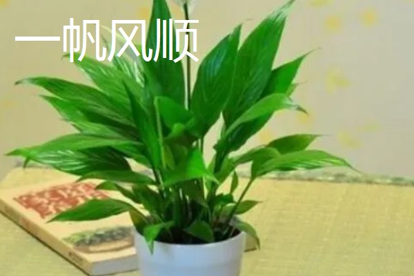 羽状复叶的植物品种,常见的有蚕豆、月季等
