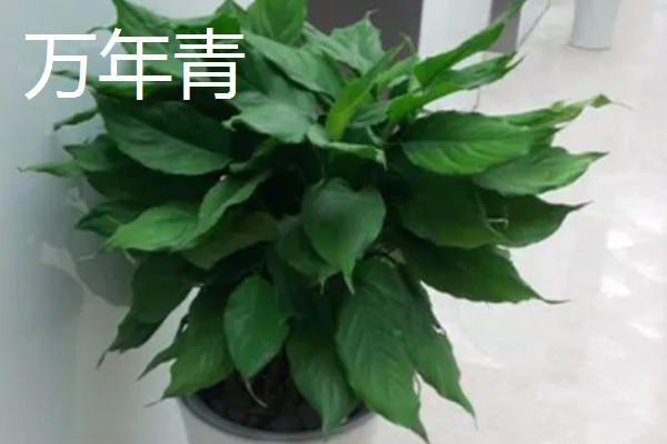 羽状复叶的植物品种,常见的有蚕豆、月季等