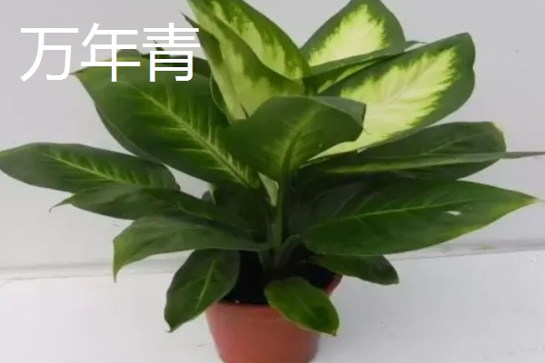 羽状复叶的植物品种,常见的有蚕豆、月季等