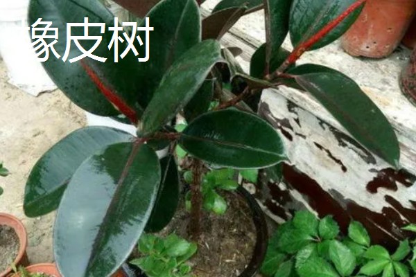 羽状复叶的植物品种,常见的有蚕豆、月季等