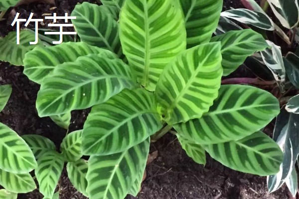 羽状复叶的植物品种,常见的有蚕豆、月季等