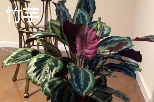 羽状复叶的植物品种,常见的有蚕豆、月季等